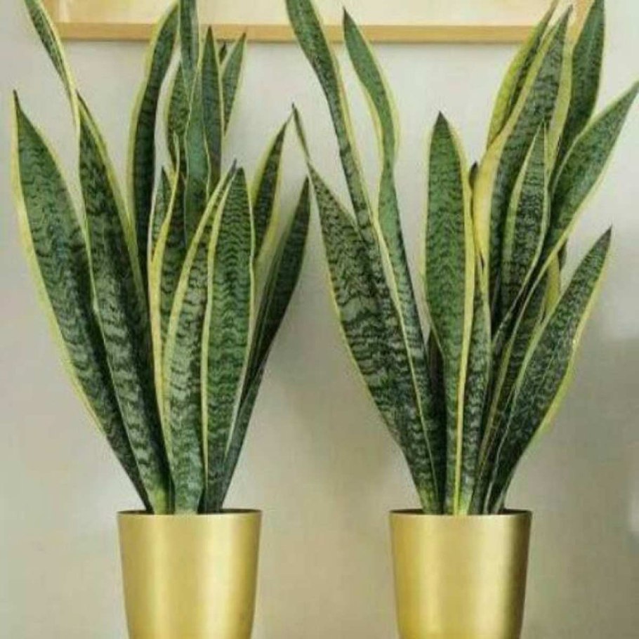 Сансевиерия тиара