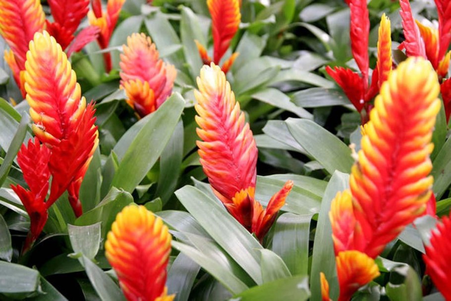 Сансевиерия Муншайн Sansevieria moonshine