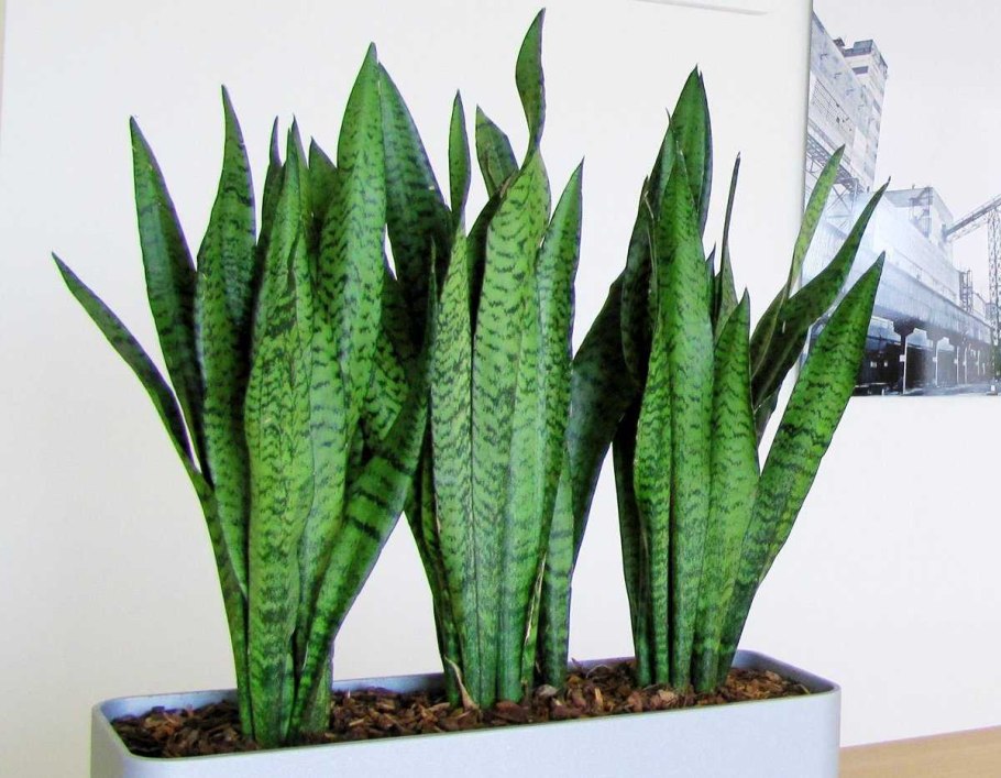 Сансевиерия боцелленсис