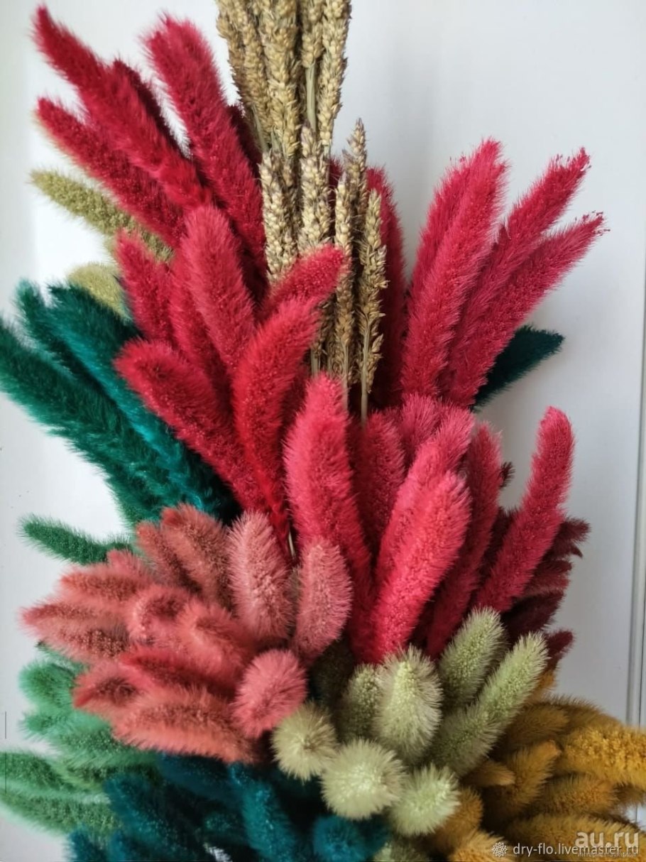 Эпифиллум Криптоцереус Антония