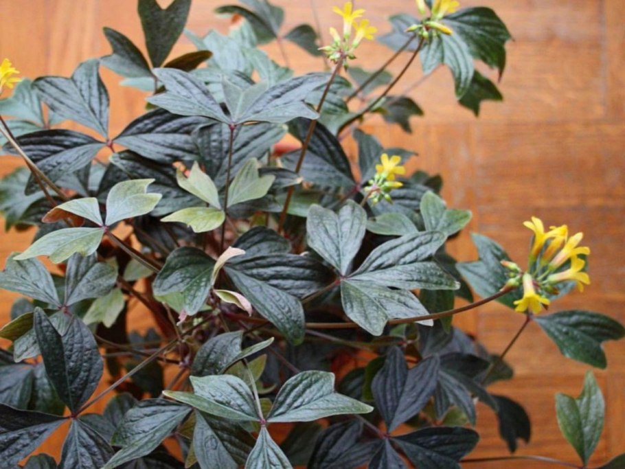 Щучий хвост растение