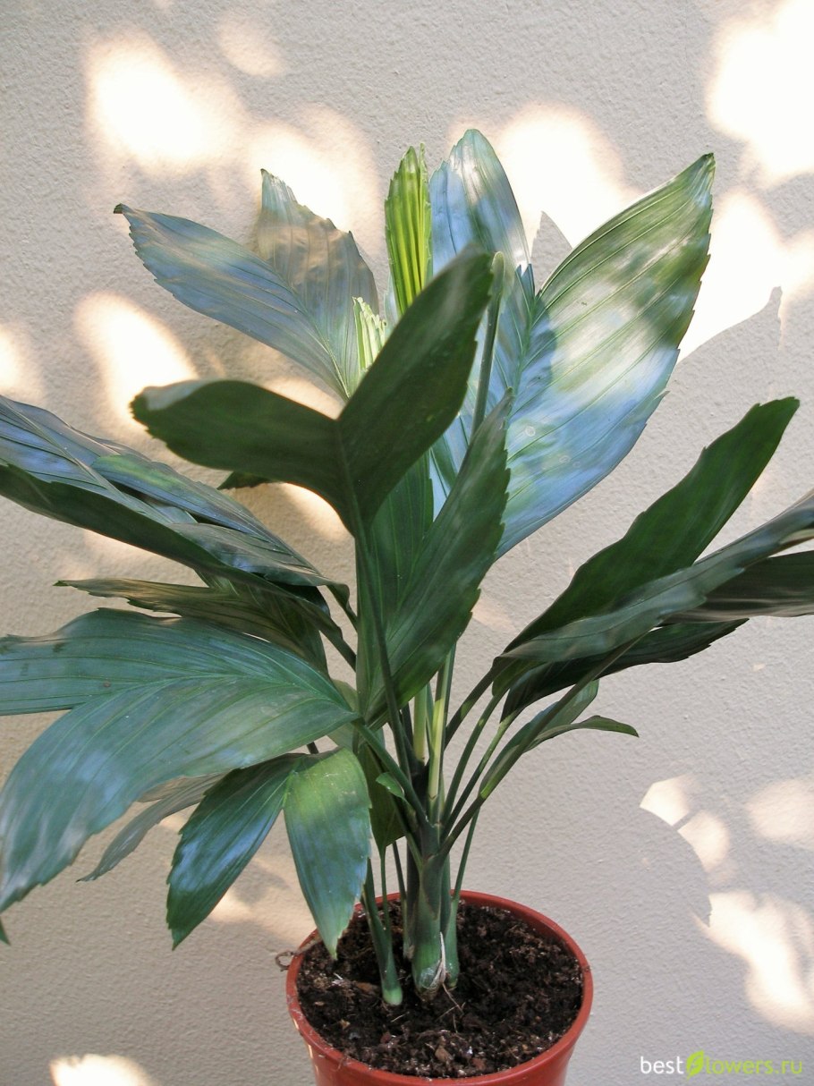 Сансевьера Лаурентия