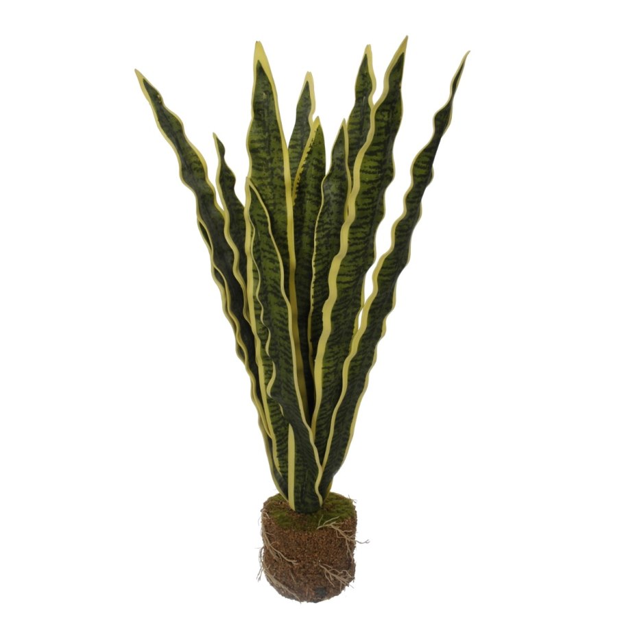 Сансевиерия щучий Ханни