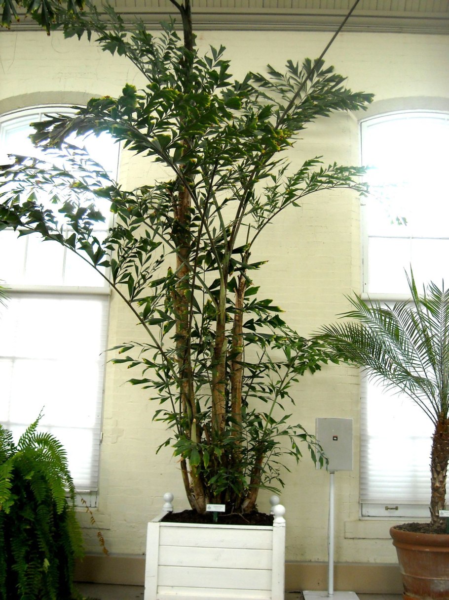 Кариота винная Пальма "