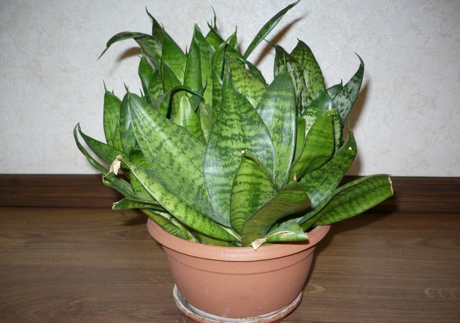 Sansevieria trifasciata