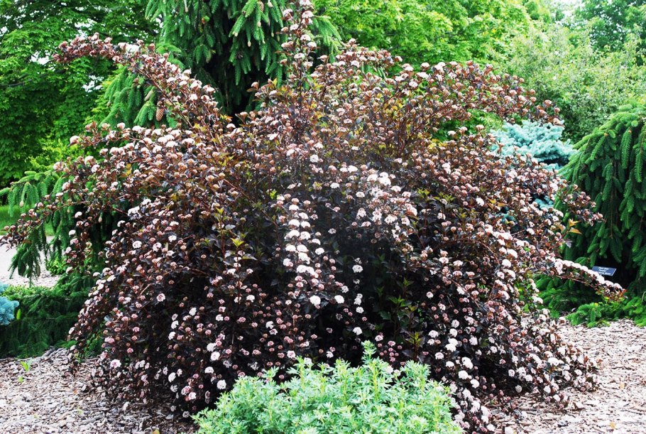 Пузыреплодник калинолистный Physocarpus opulifolius Summer Wine