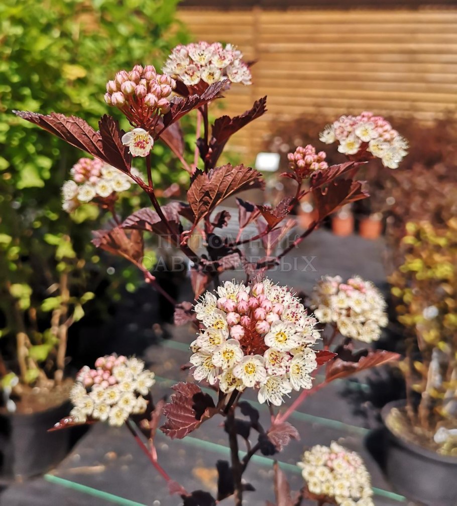 Physocarpus opulifolius Summer Wine (зик)
