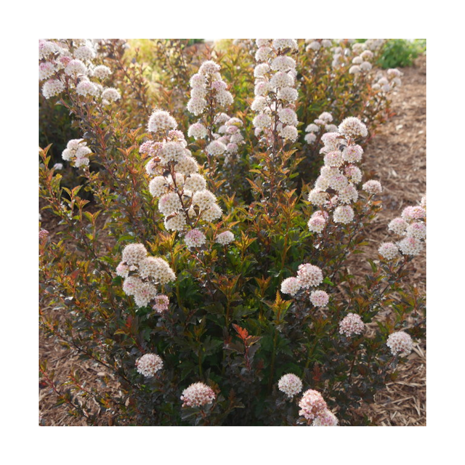 Пузыреплодник калинолистный Physocarpus opulifolius Summer Wine