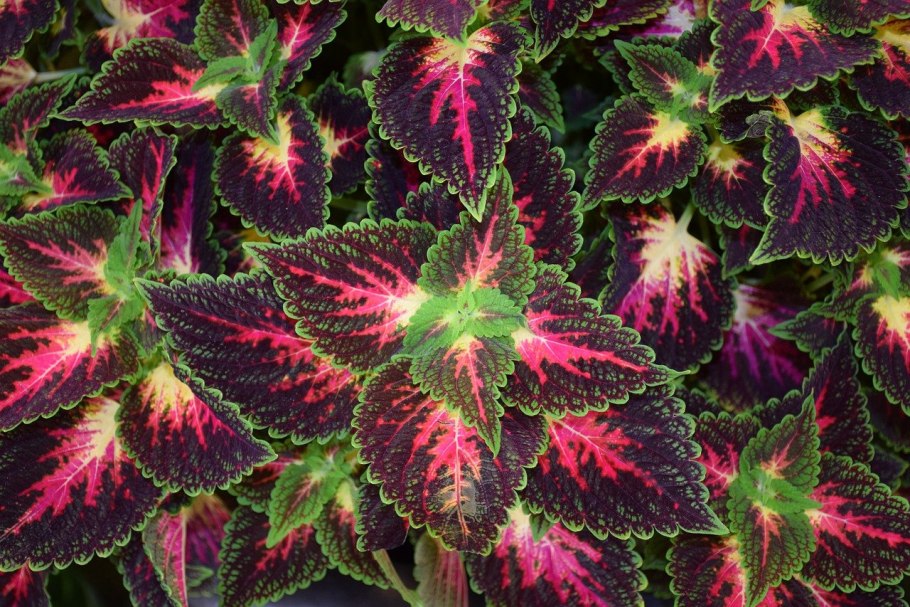 Колеус Coleus Juliet Quartermain