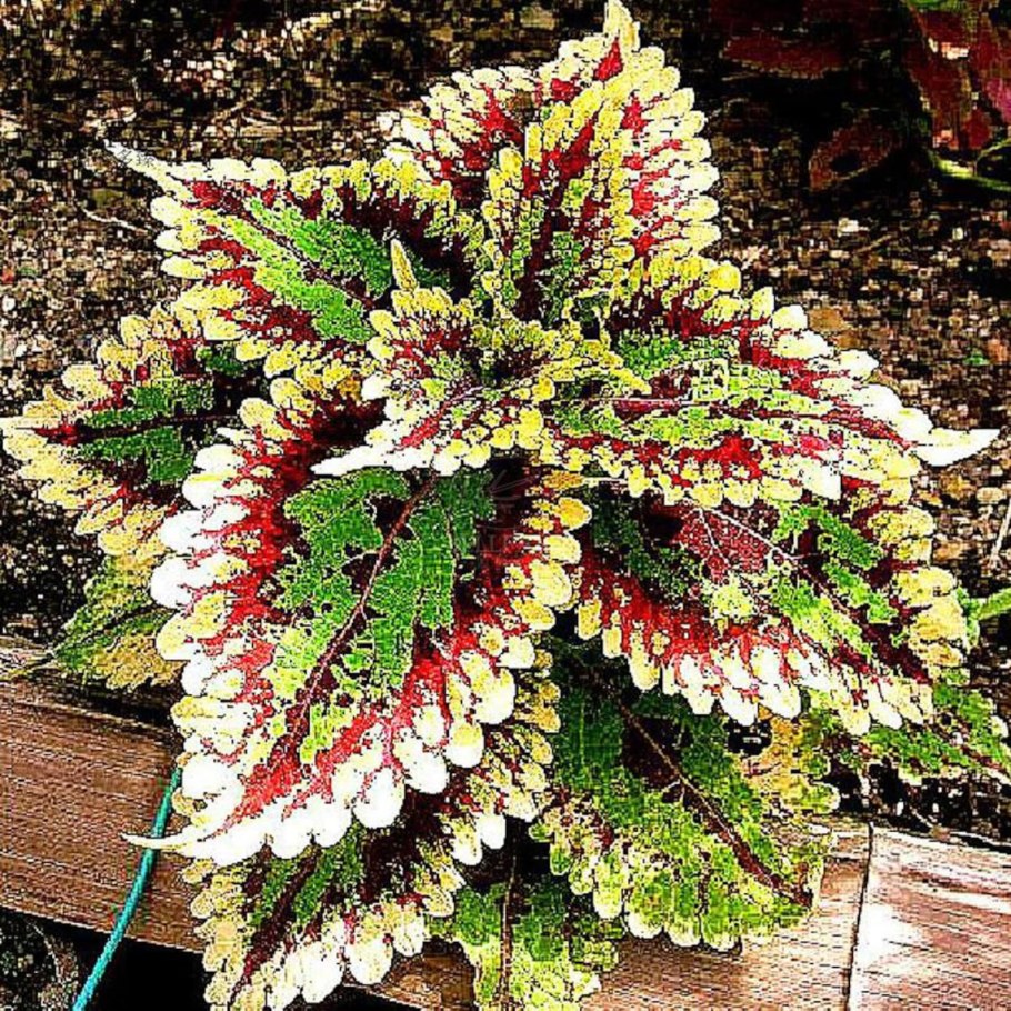 Колеус Визард микс