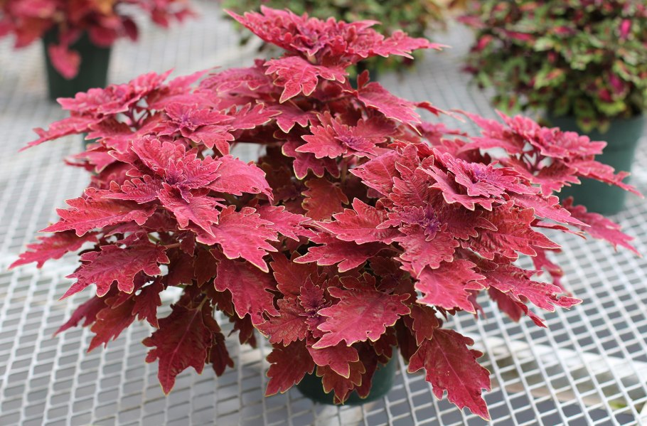 Колеус Тэррено румяный