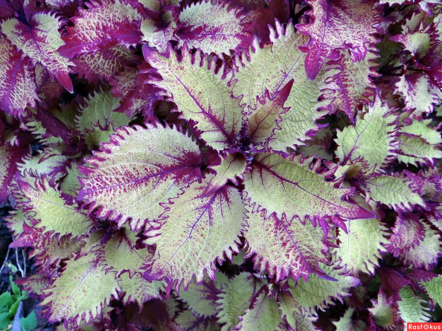 Колеус Ренельта Coleus rehneltianus