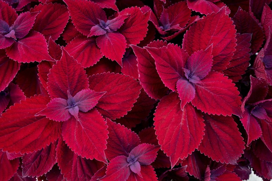 Колеус Coleus Juliet Quartermain