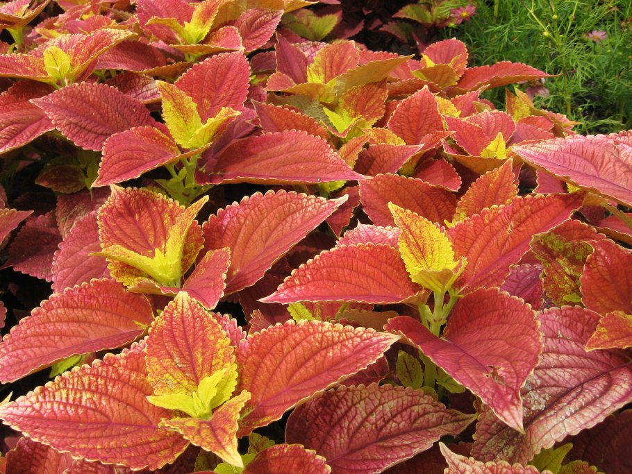 Колеус сиреневый