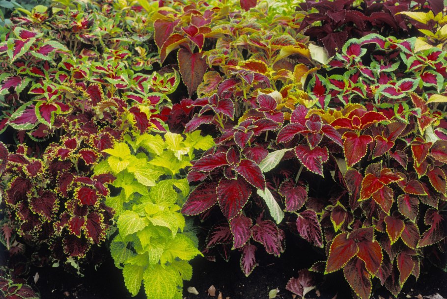 Колеус Coleus Kong Scarlet