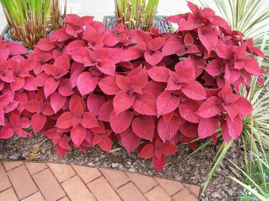 Колеус Wisley Tapestry