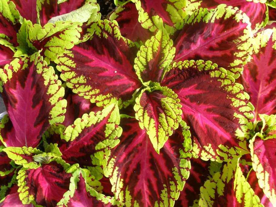 Колеус Red Coat