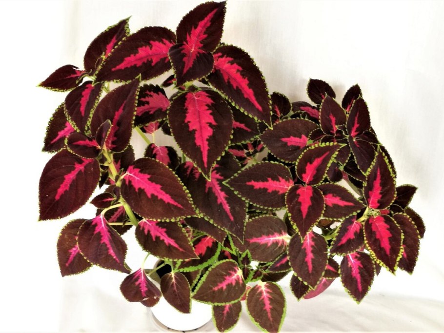 Колеус Ренельта Coleus rehneltianus