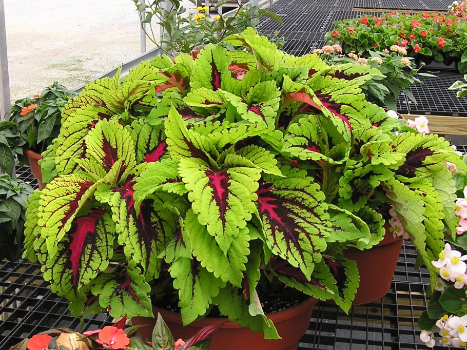 Колеус Ренельта Coleus rehneltianus