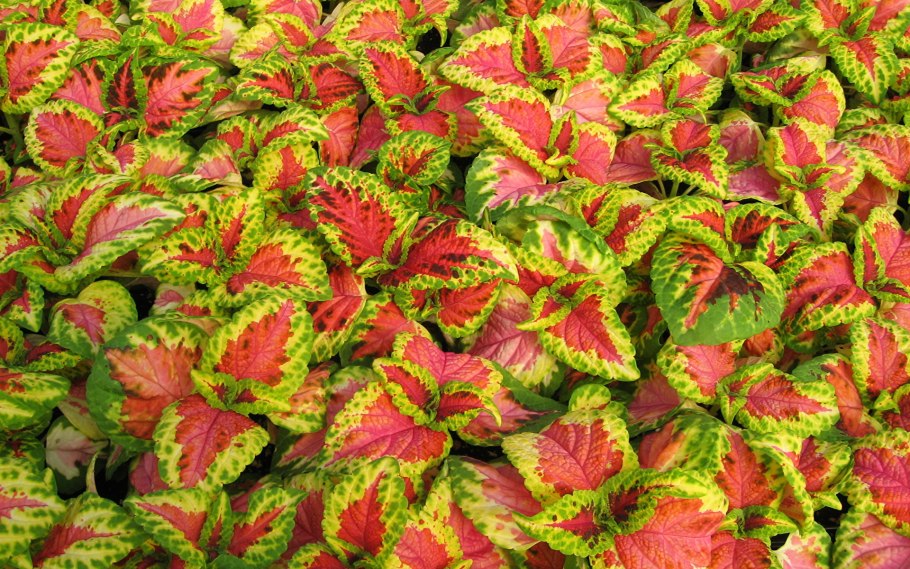 Колеус Вершаффельта