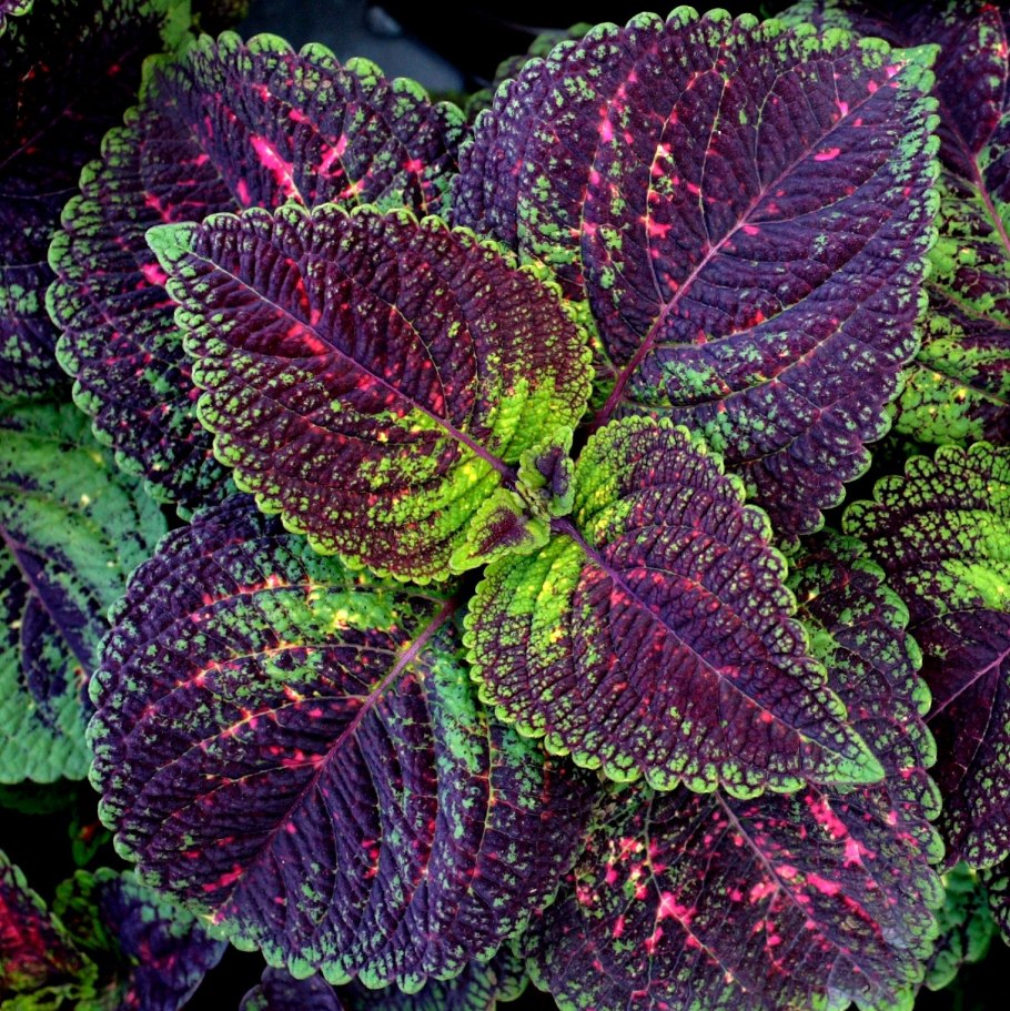 Колеус verschaffeltii.