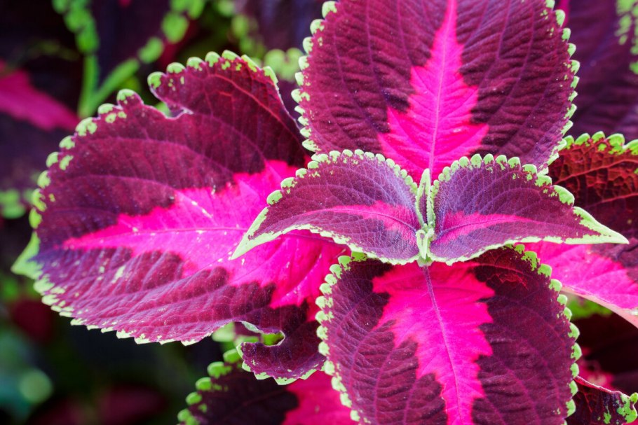 Колеус Ренельта Coleus rehneltianus