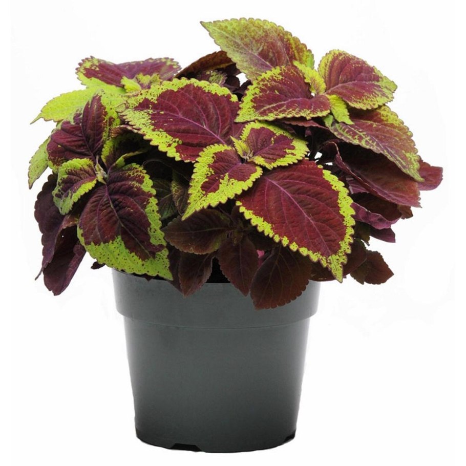 Колеус Крапивка