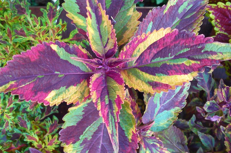 Колеус Ренельта Coleus rehneltianus