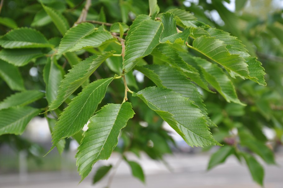 Вяз гладкий (Ulmus laevis)