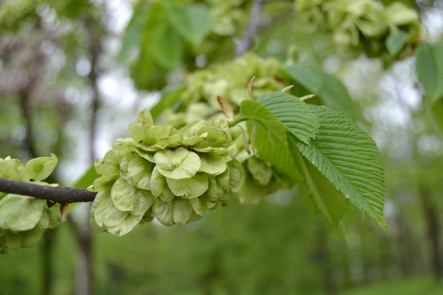 Ильм вяз шершавый