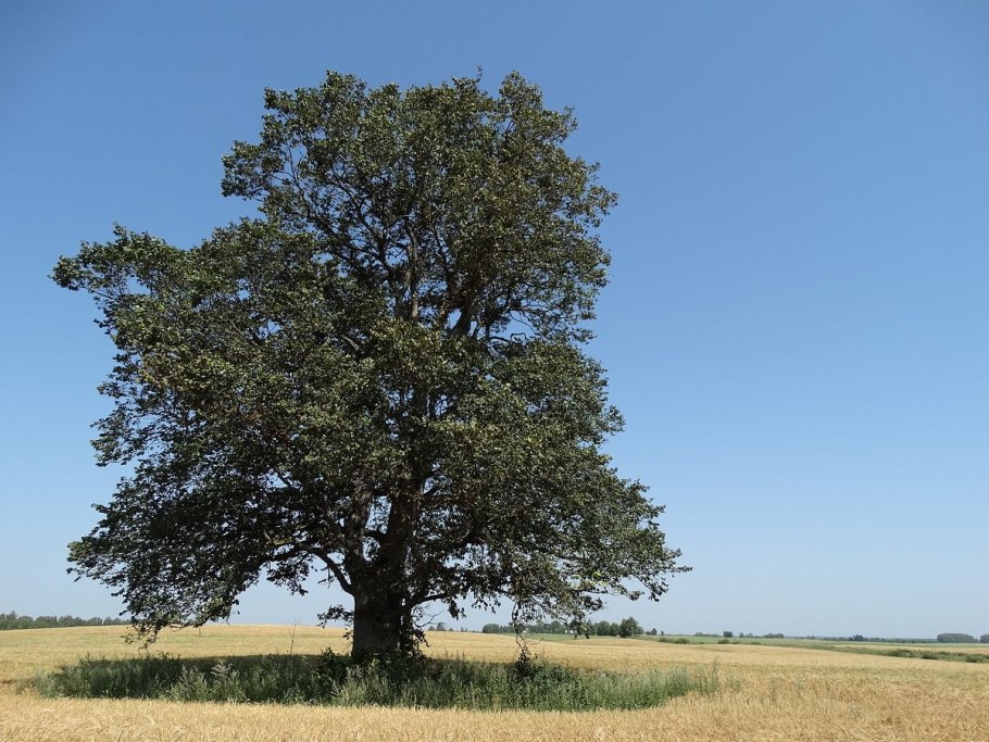 Вяз Ильм карагач дерево
