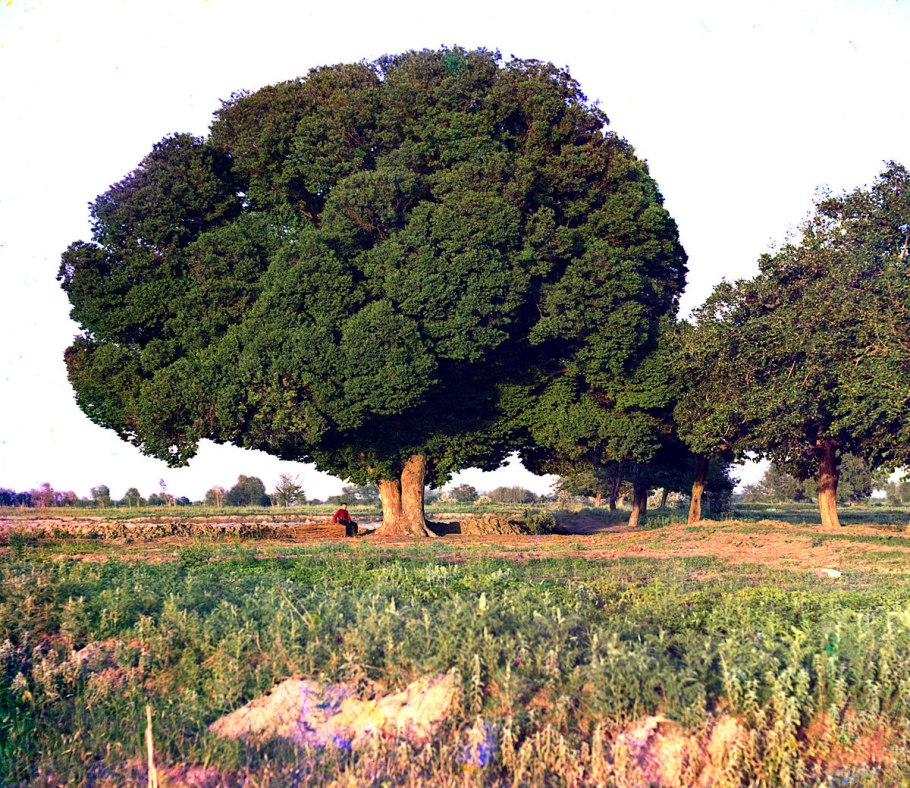 Вяз Андросова