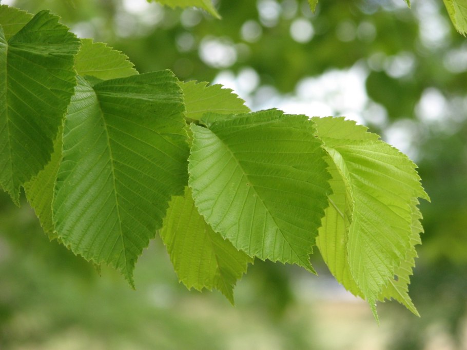 Вяз шершавый (Ulmus glabra)