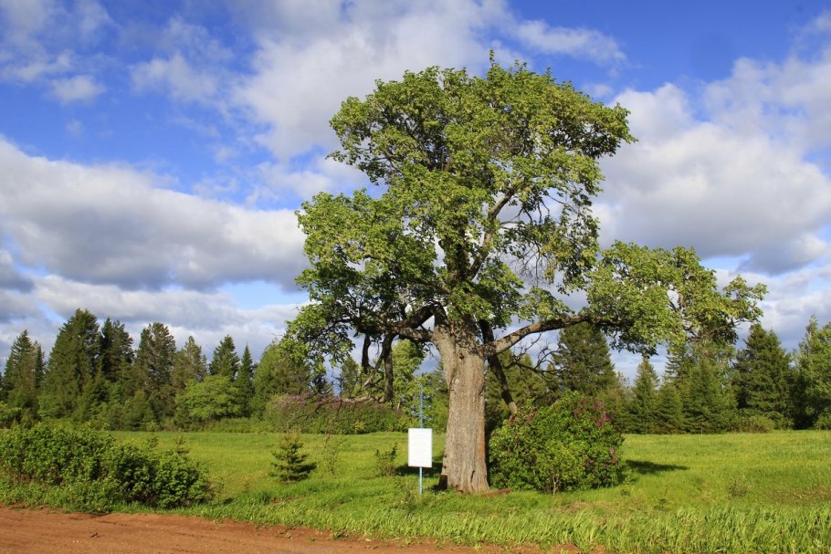 Дерево вяз Вязовая роща