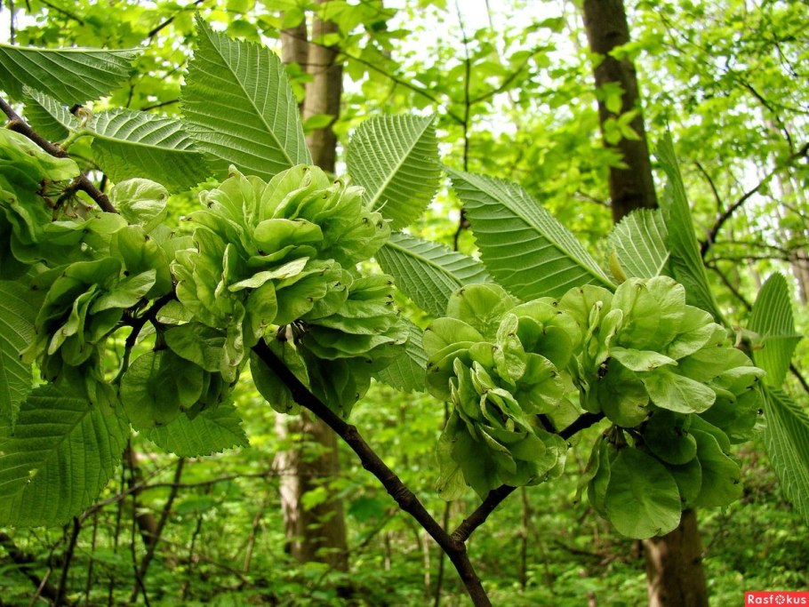Вяз гладкий (Ulmus laevis)