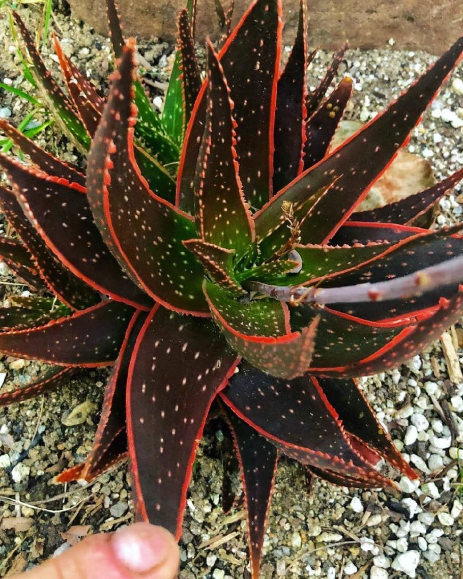 Алоэ декоративный