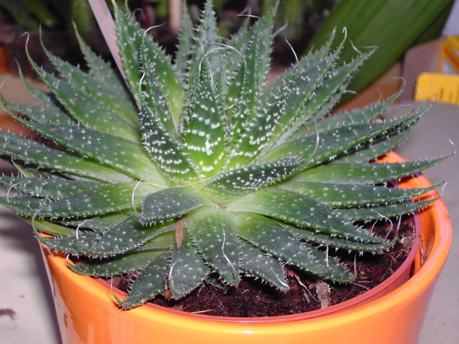 Алоэ столетник остистое цветок