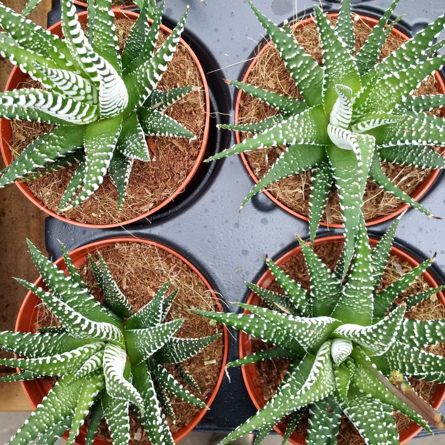 Кактус алоэ Вера