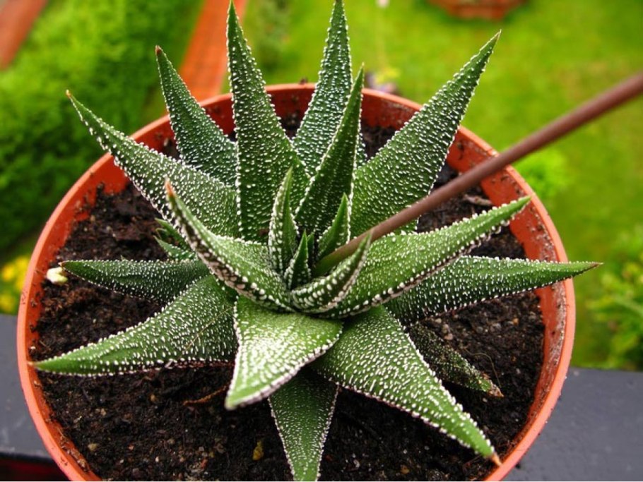 Алоэ Гастерия хавортия