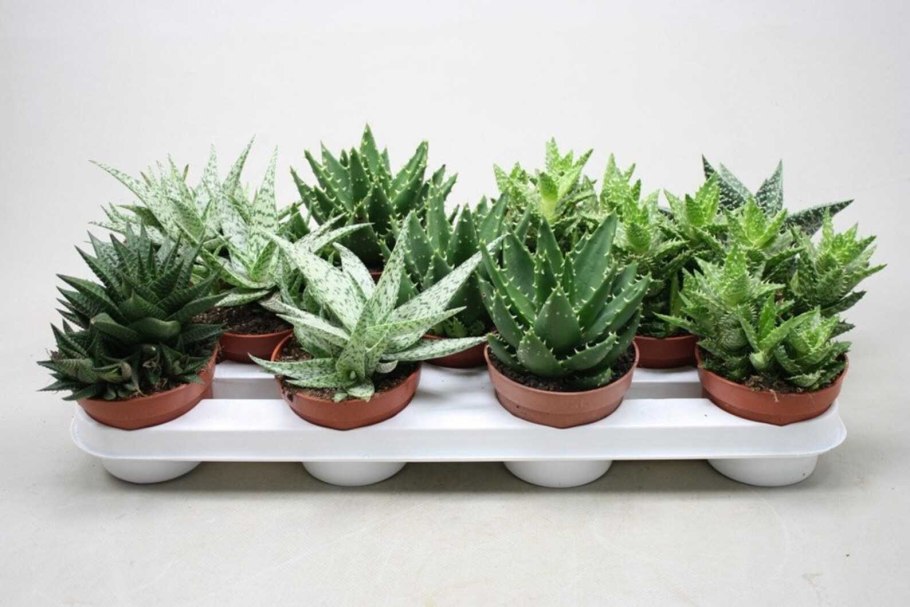 Хавортия Плант микс