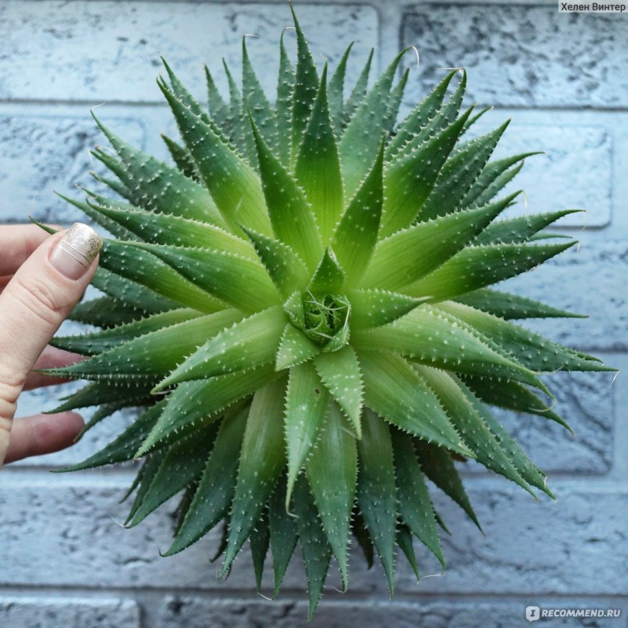 Алоэ аристата Мэджик