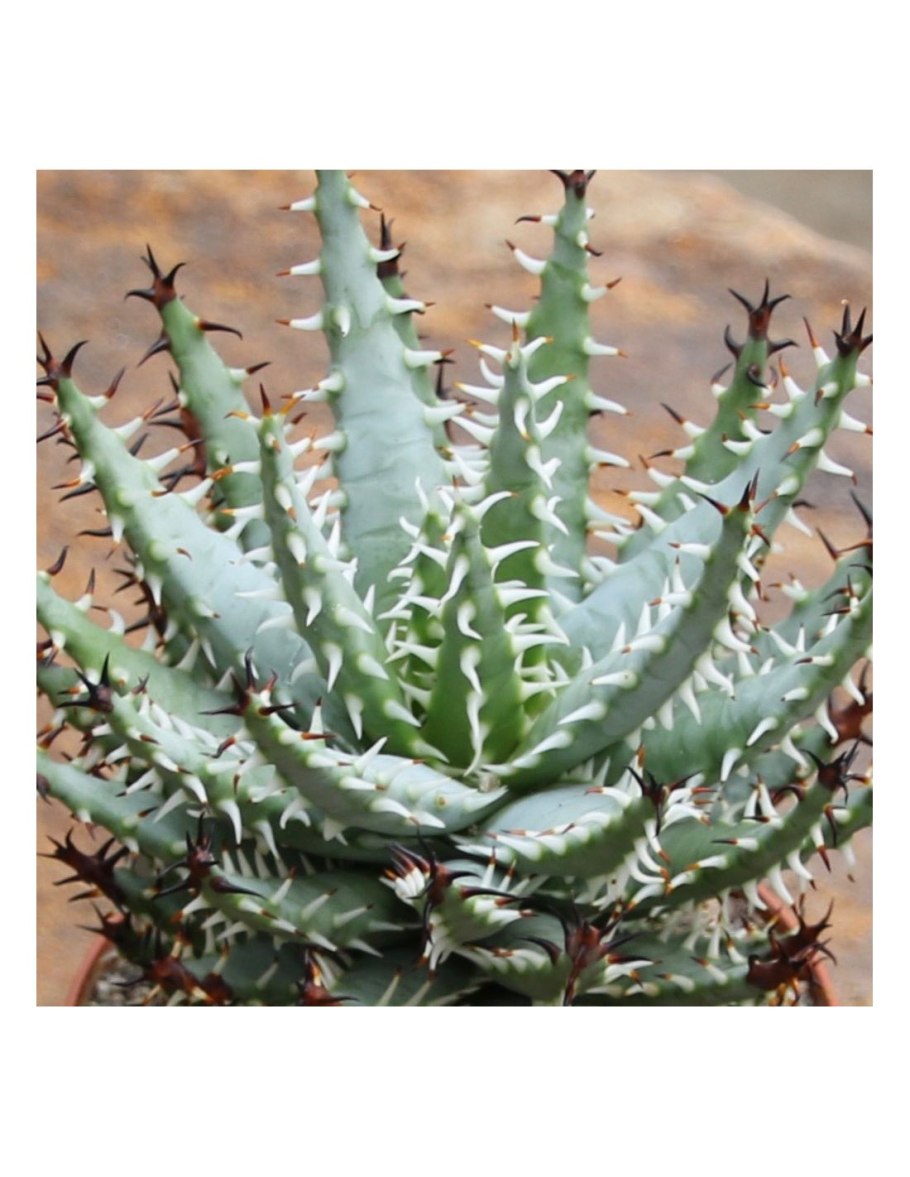 Алоэ элленбека Aloe ellenbeckii