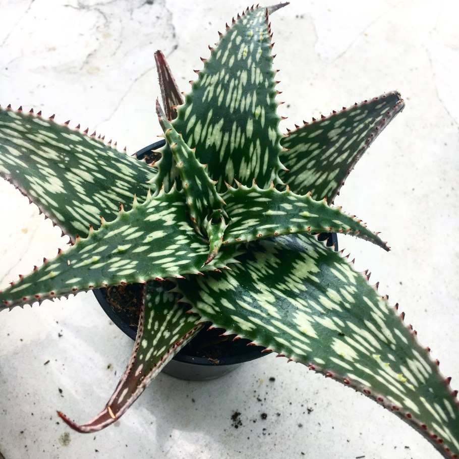 Алоэ Десконигса