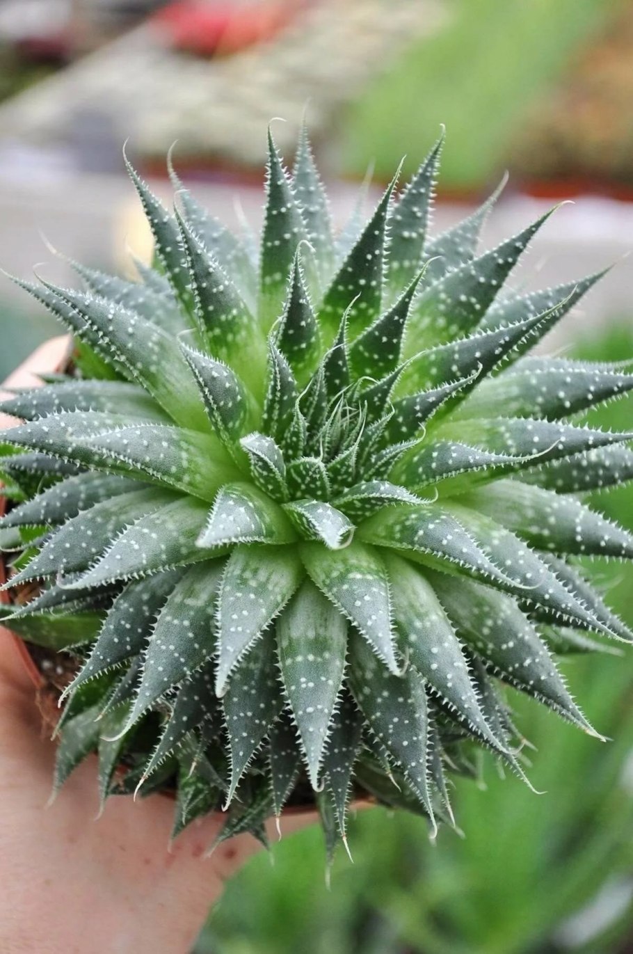 Алоэ аристата Космо