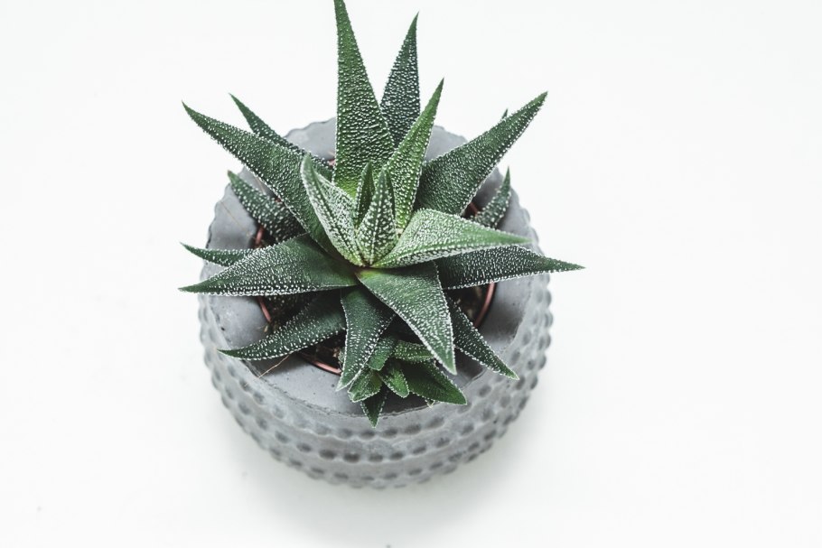 Хавортия Жемчужная (Haworthia margaritifera)