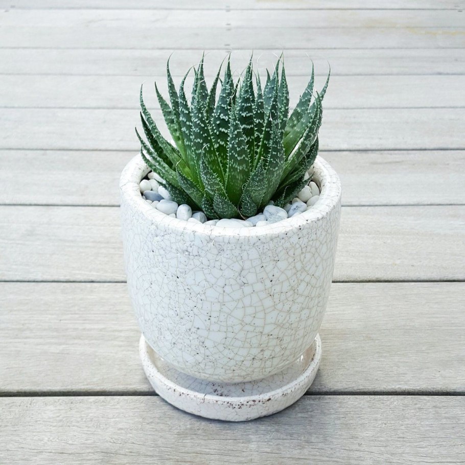 Горшок для алоэ остистое