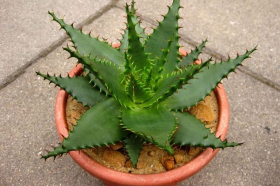 Aloe broomii