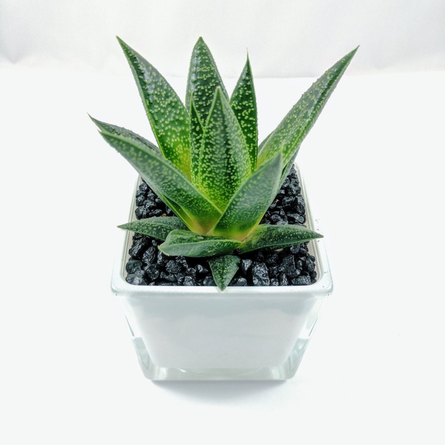 Кактус алоэ флоу