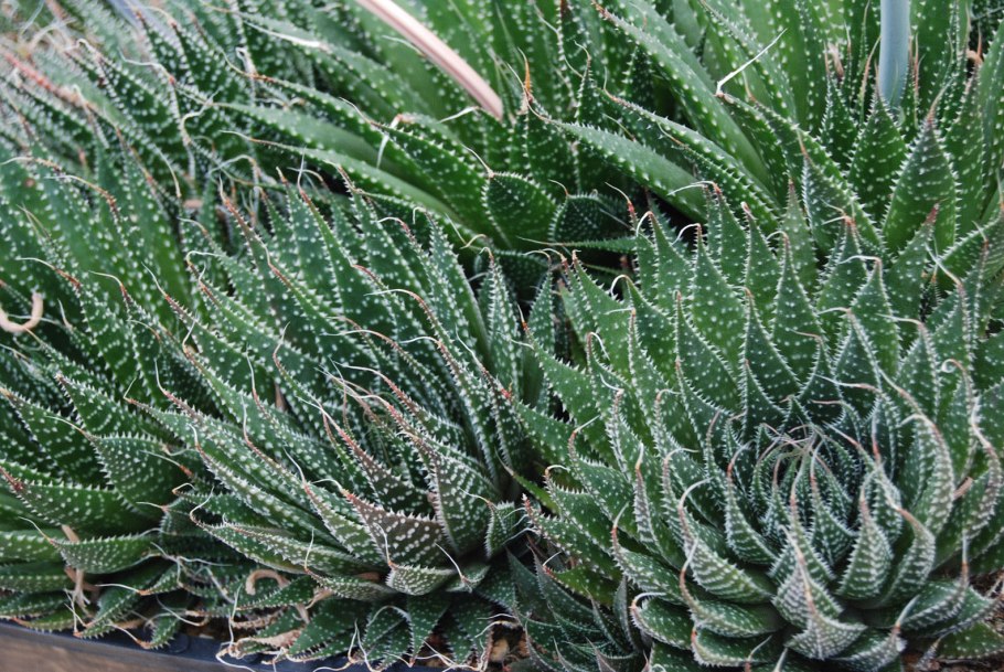 Алоэ остистое (Aloe aristata)