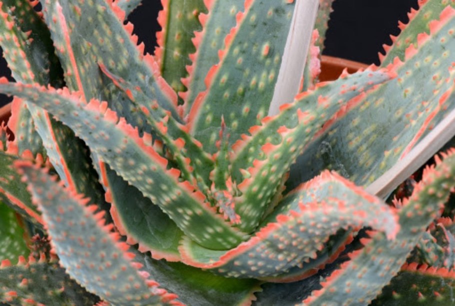 Алоэ Рауха красный